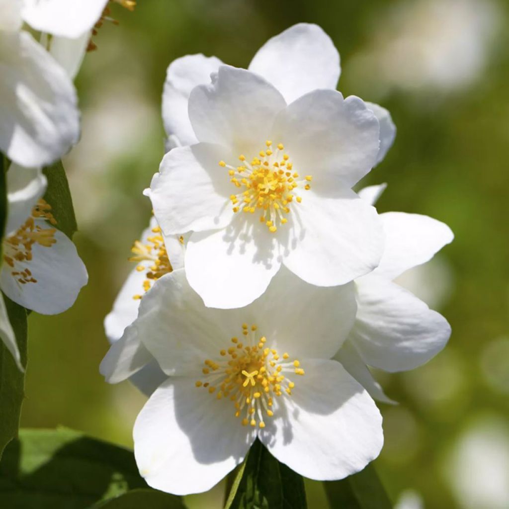 Philadelphus Petite Perfume White - Celinda