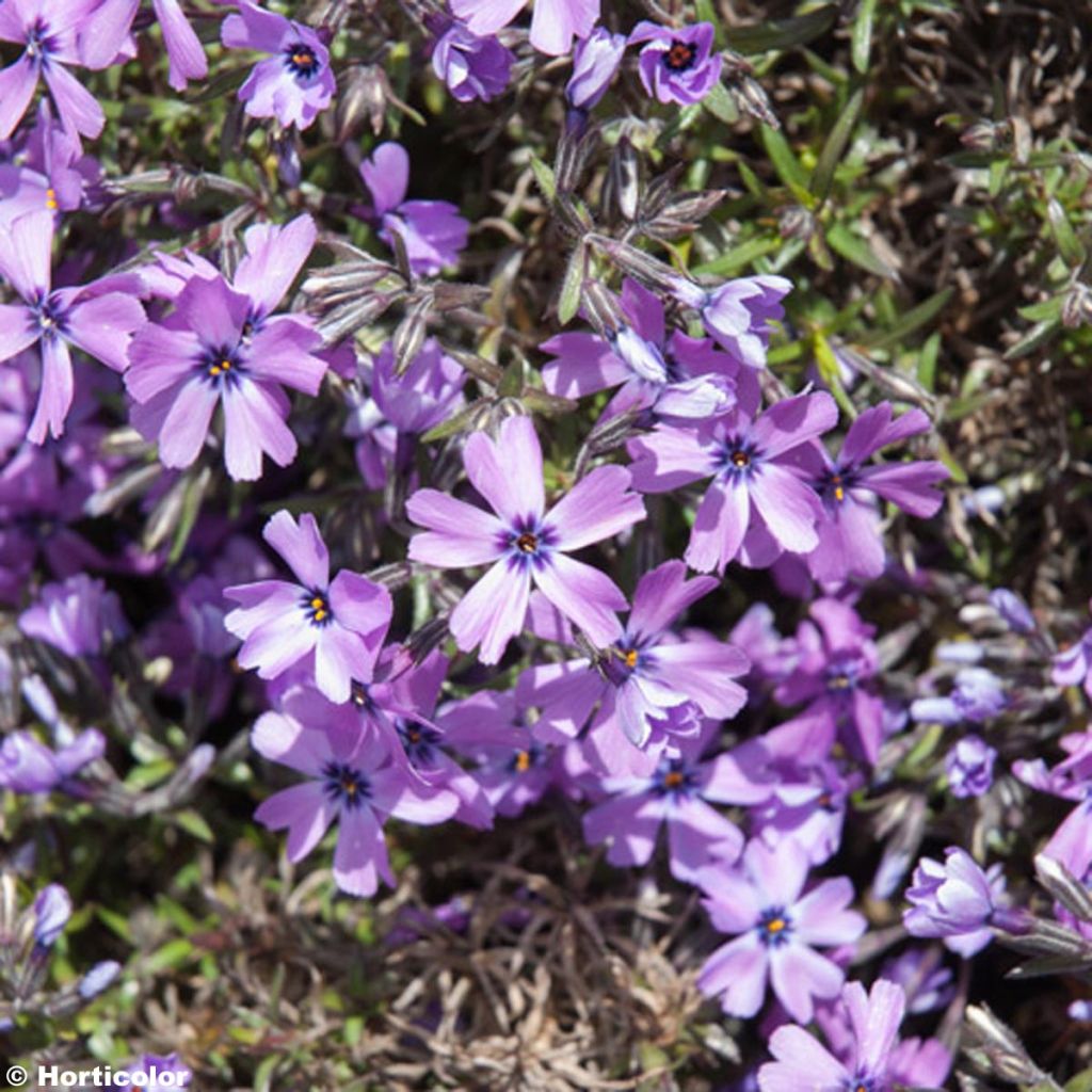 Phlox subulata Purple Beauty - Flox musgoso