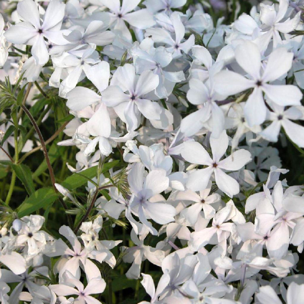 Phlox divaricata May Breeze