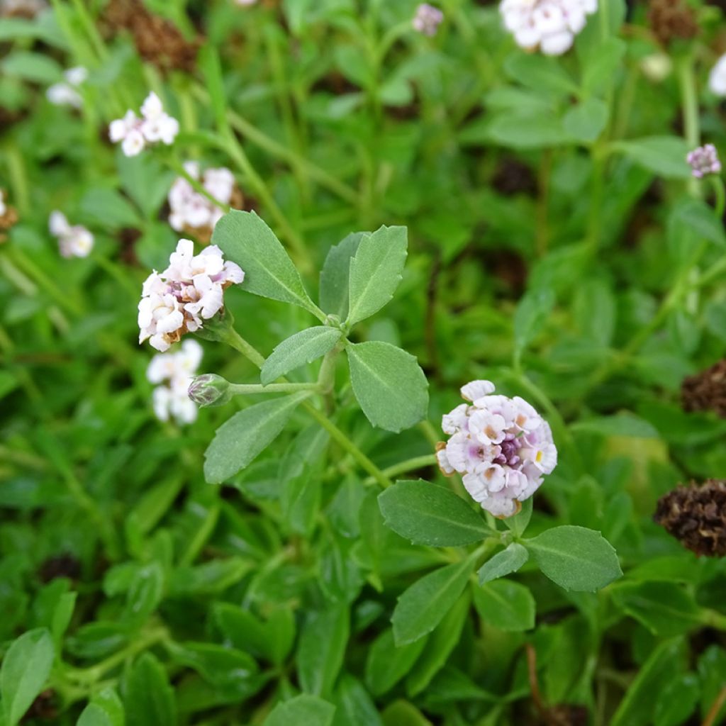 Phyla ou Lippia nodiflora - Verveine nodulaire