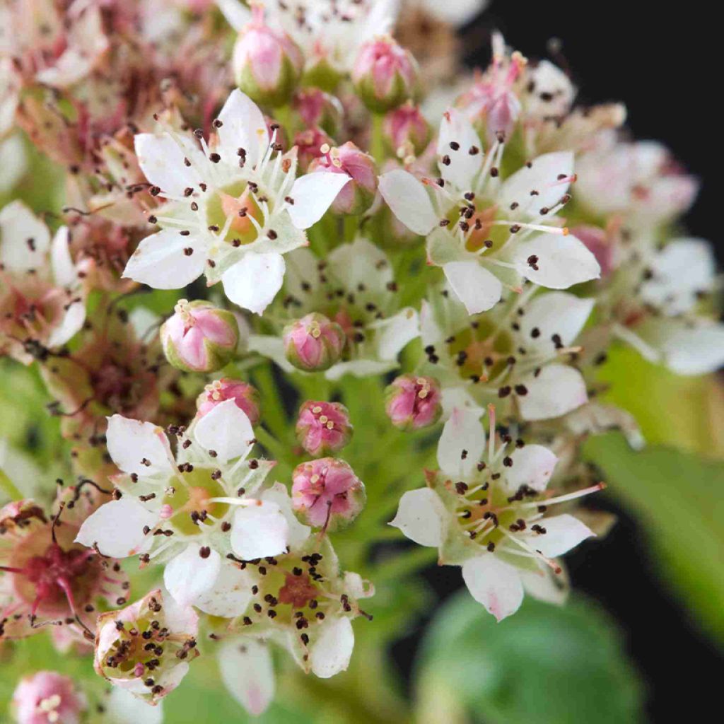 Physocarpus opulifolius Raspberry Lemonade