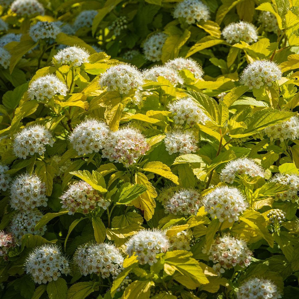 Physocarpus opulifolius Nugget