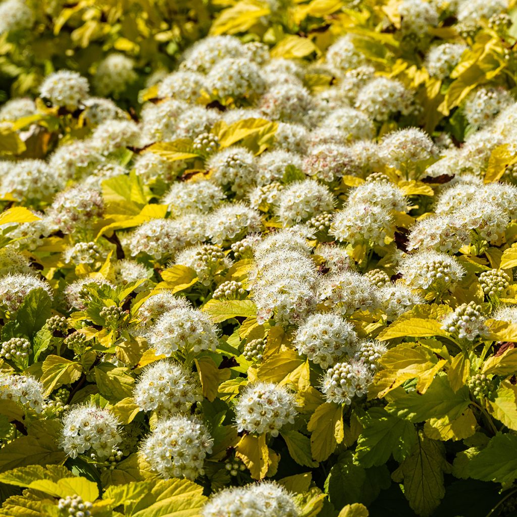 Physocarpus opulifolius Nugget