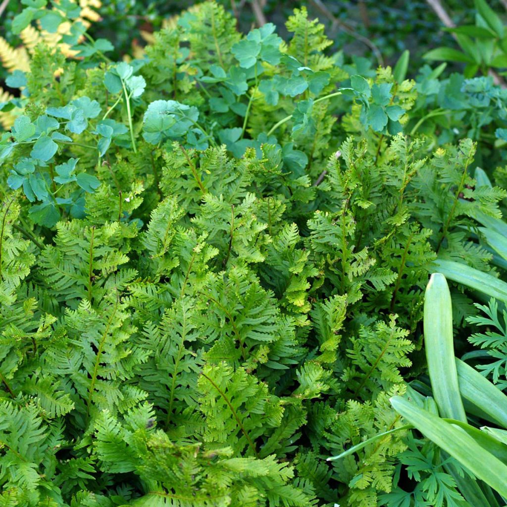 Polypodium cambricum Oakleyae - Helecho