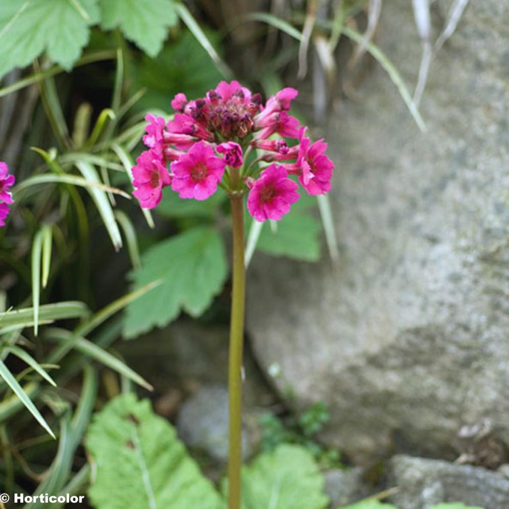 Primula japonica