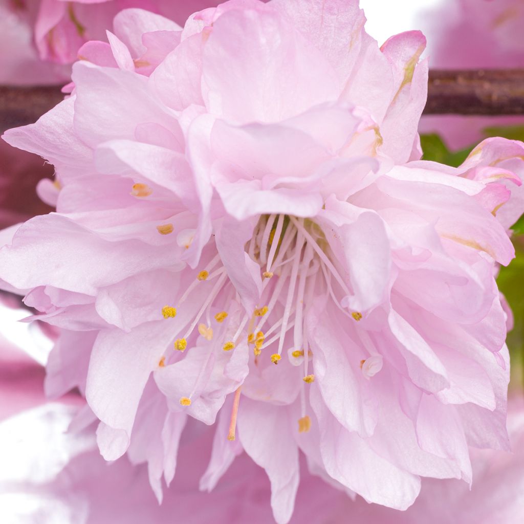 Ciruelo de flor Rosenmund - Prunus triloba