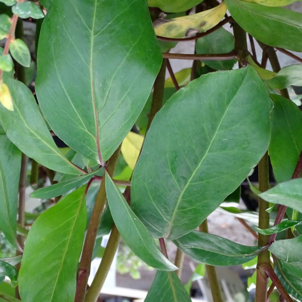 Pseudopanax laetus 