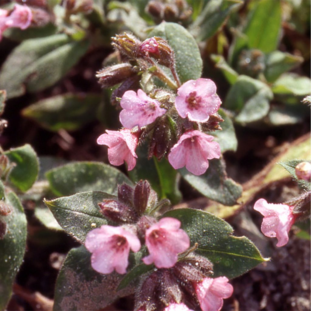 Pulmonaria saccharata Dora Bielefeld