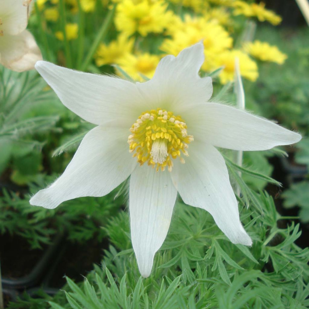 Pulsatilla vulgaris Alba - Pulsatilla común