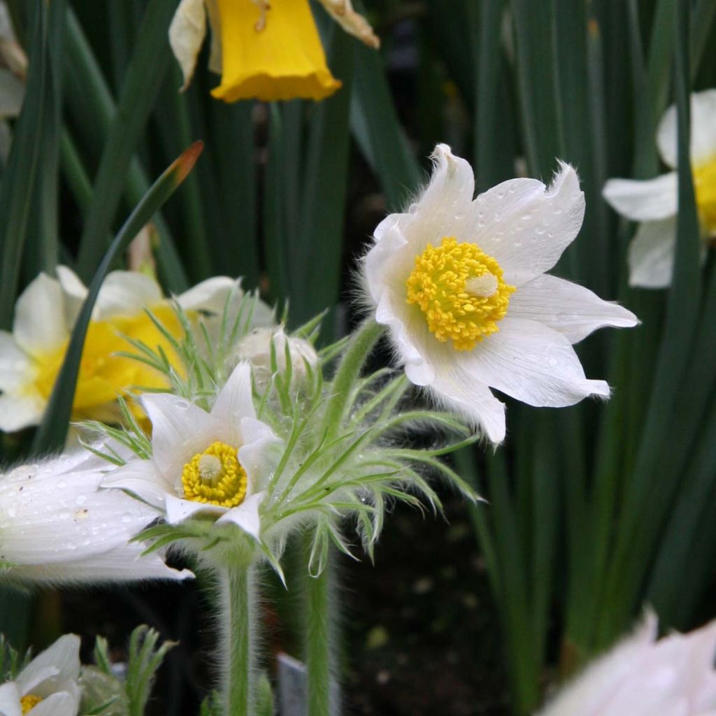 Pulsatilla vulgaris Alba - Pulsatilla común