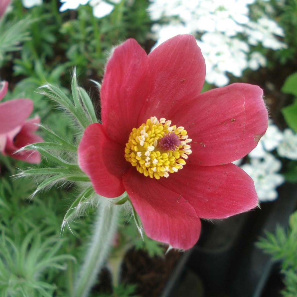 Pulsatilla vulgaris Röde Klokke - Pulsatilla común