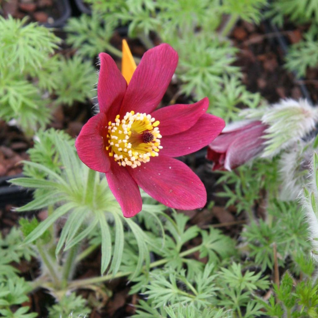 Pulsatilla vulgaris Röde Klokke - Pulsatilla común