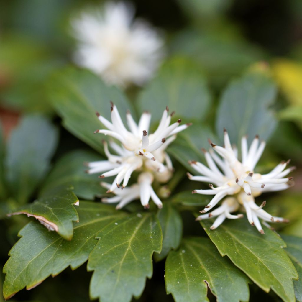 Pachysandra terminalis Green Carpet - Diamante