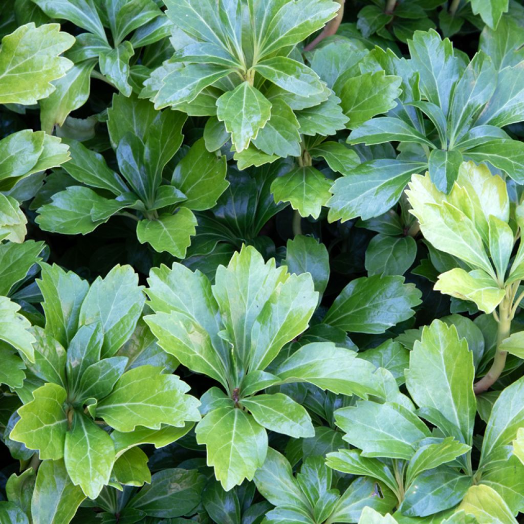 Pachysandra terminalis Green Sheen - Diamante