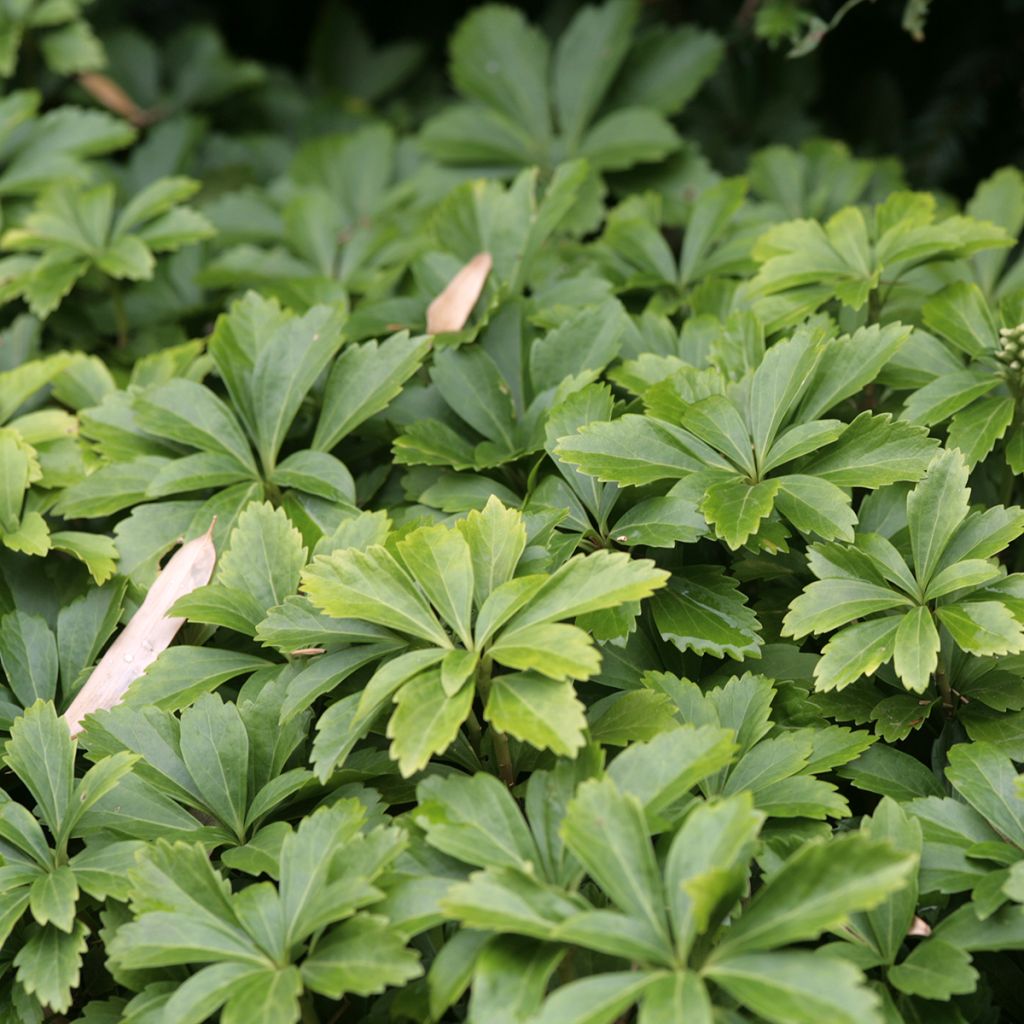 Pachysandra terminalis - Diamante