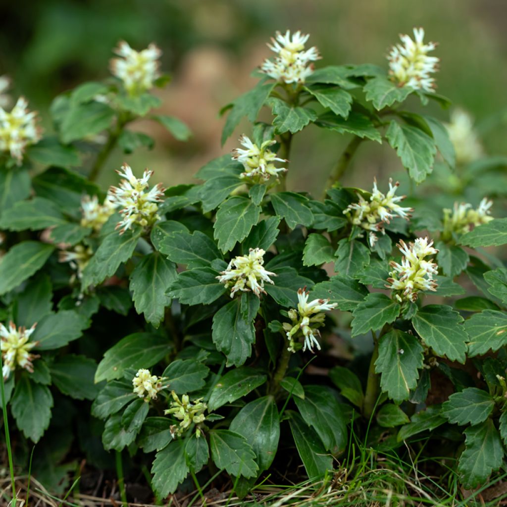 Pachysandra terminalis - Diamante