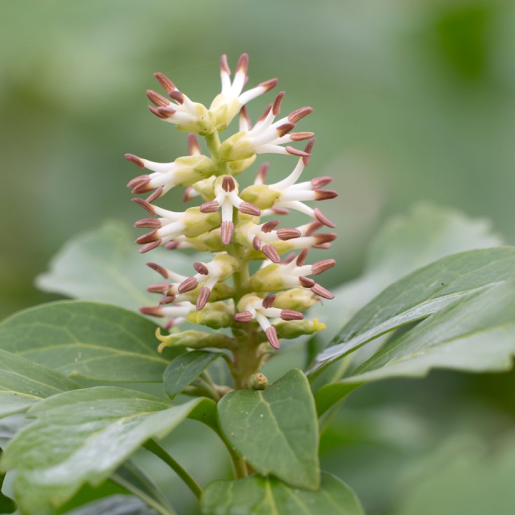 Pachysandra terminalis - Diamante