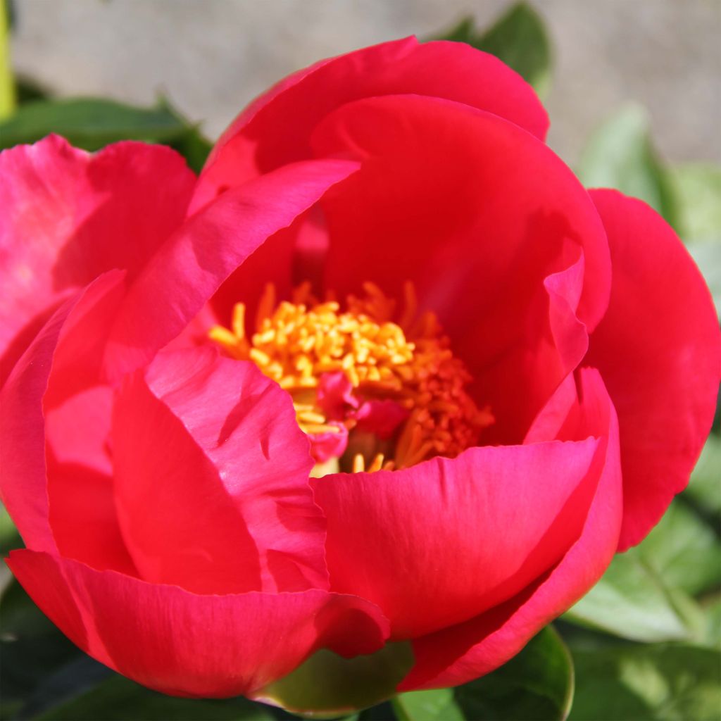 Pivoine Flame