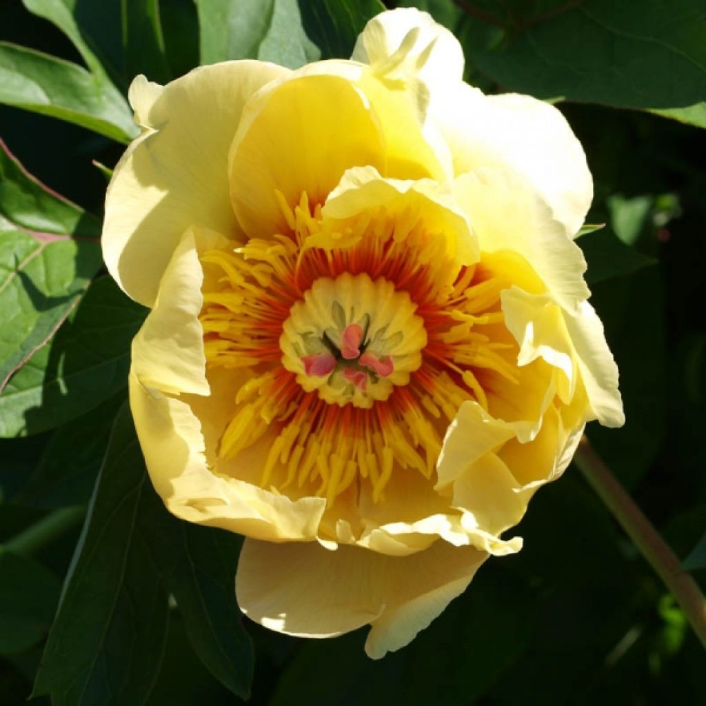 Pivoine Itoh Garden Treasure