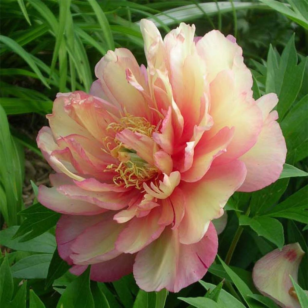 PIvoine Itoh Julia Rose