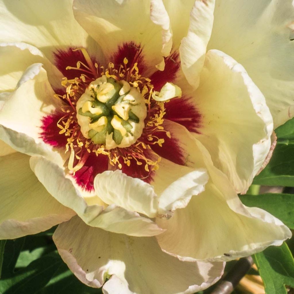 PIvoine Itoh Pastel Splendor