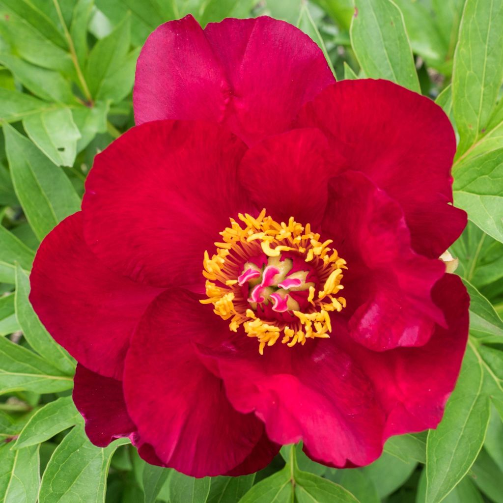 Pivoine Itoh Scarlet Heaven