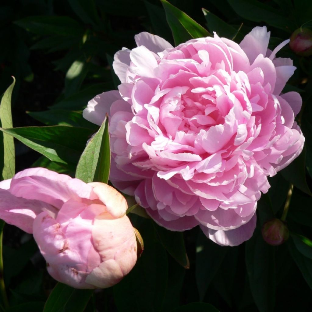 Peonia lactiflora Sarah Bernhardt