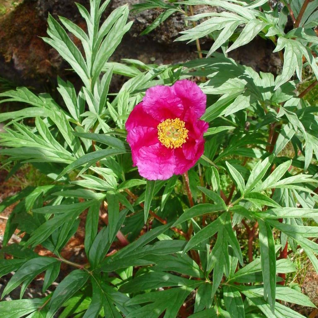 Paeonia anomala - Peonía siberiana