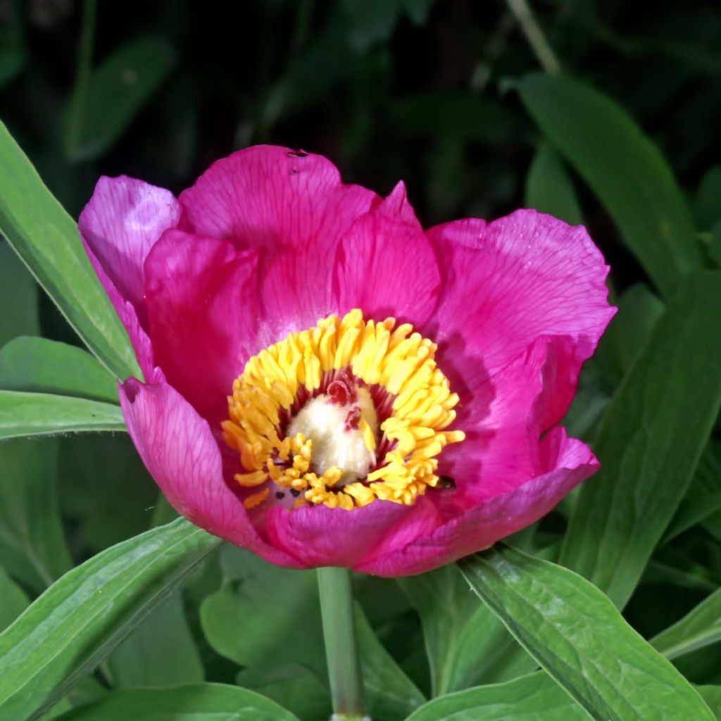 Peonia humilis