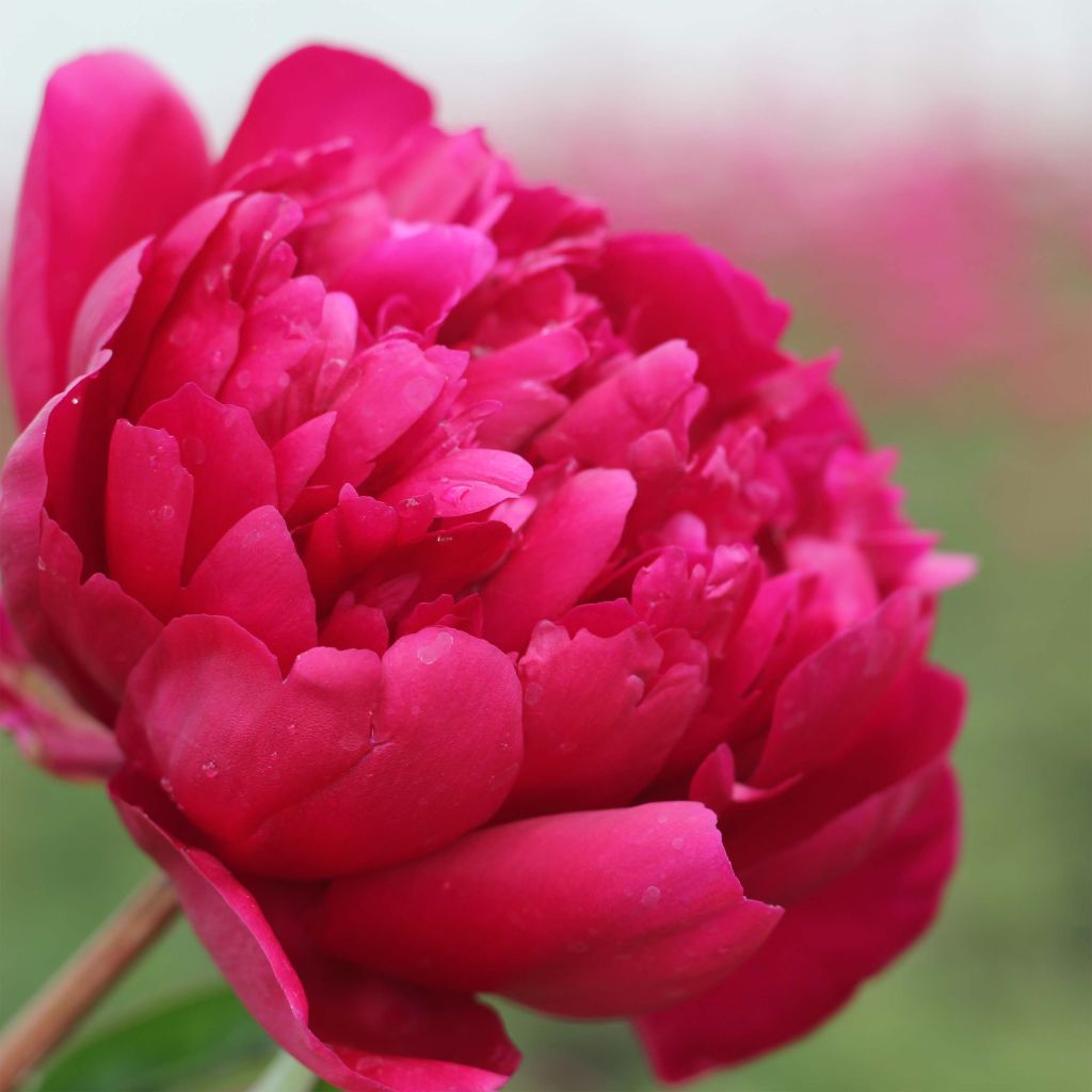 Peonia lactiflora Adolphe Rousseau