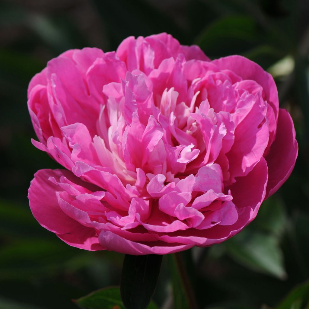 Peonia lactiflora Amabilis