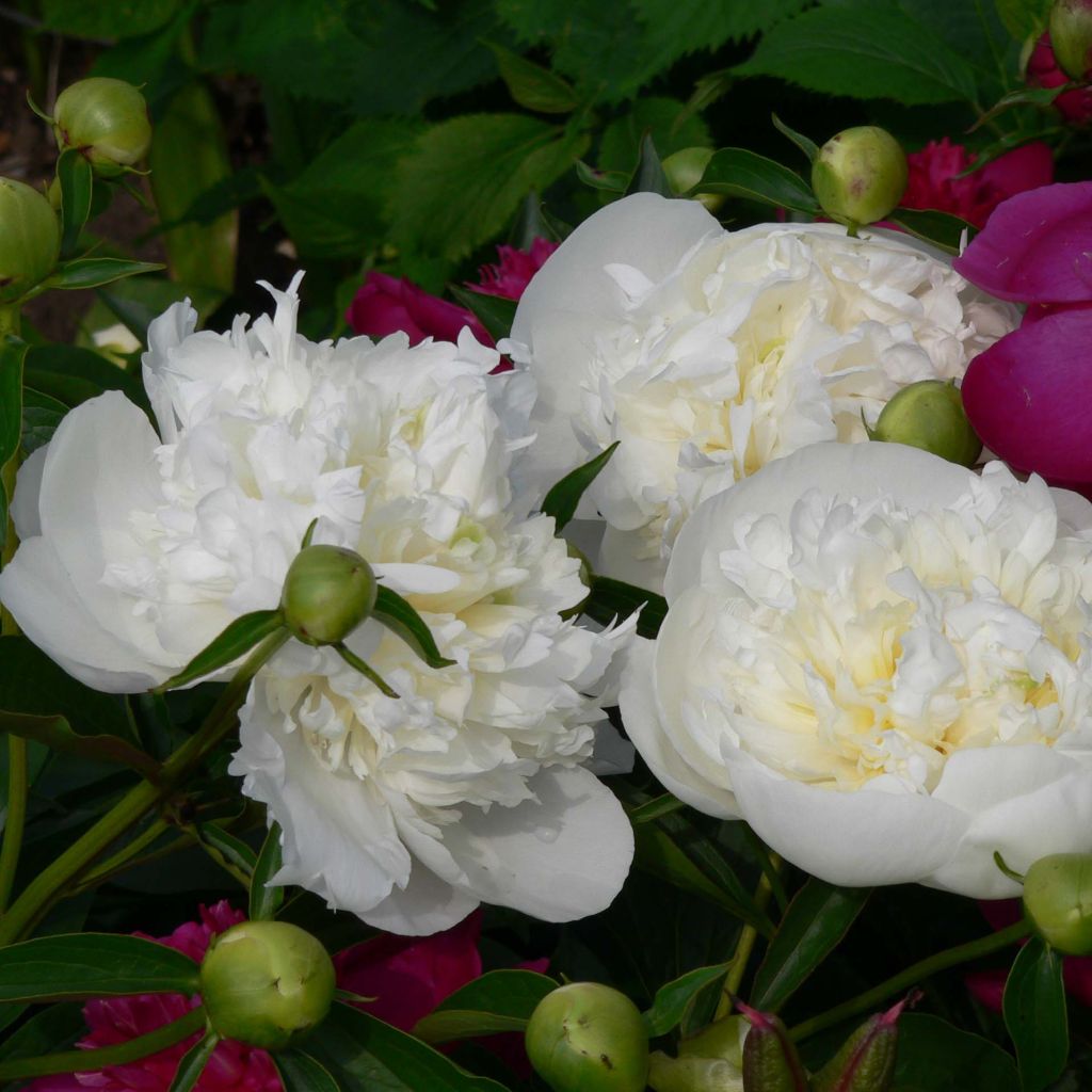 Peonia lactiflora Duchesse de Nemours