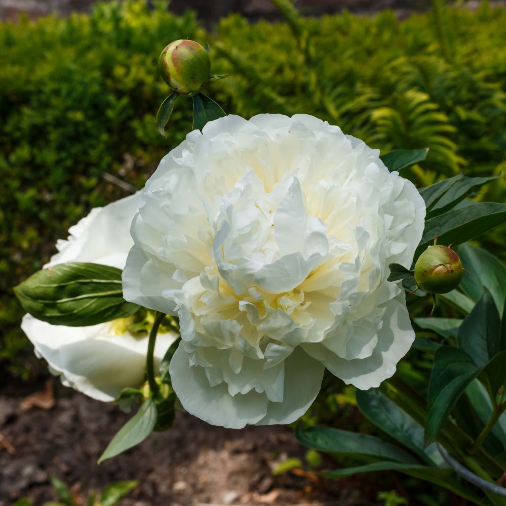 Peonia lactiflora Duchesse de Nemours