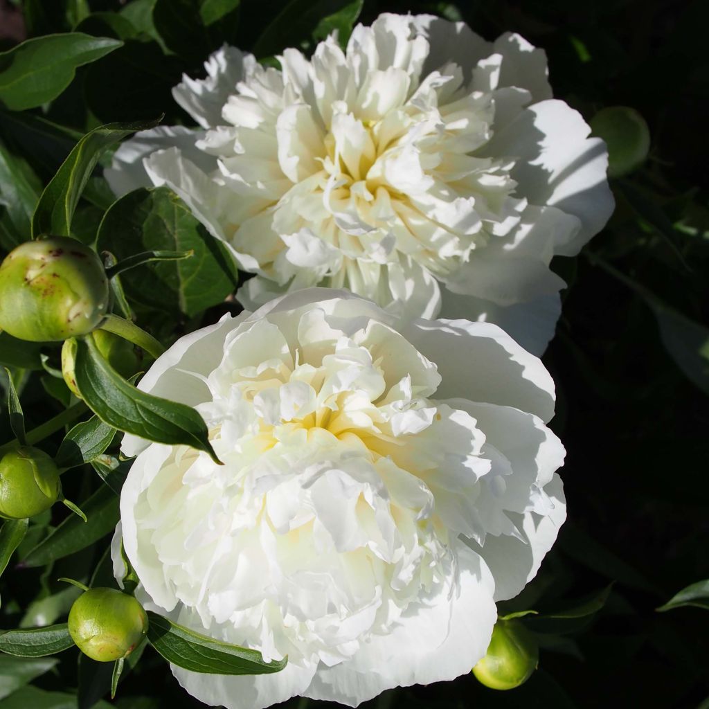 Peonia lactiflora Duchesse de Nemours