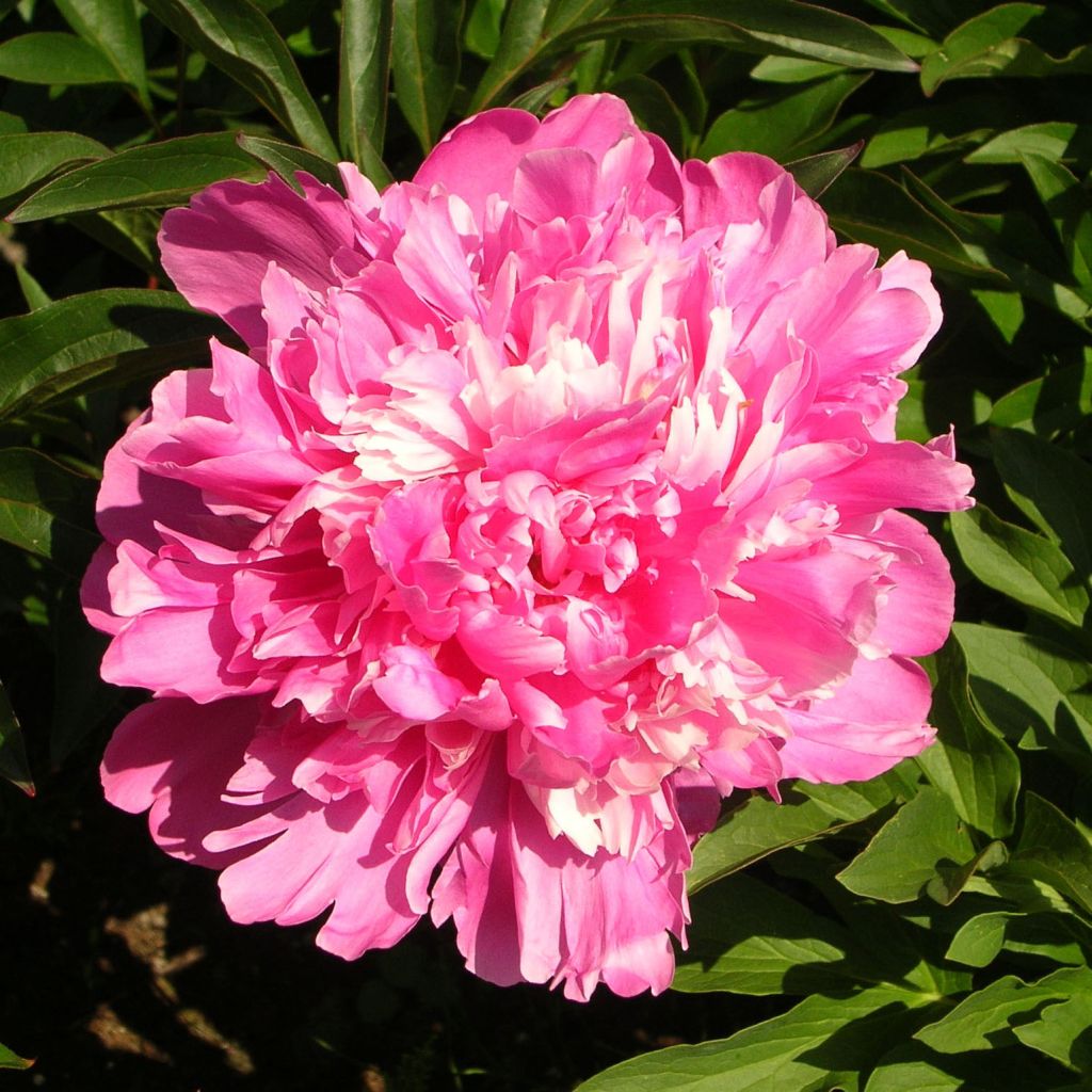 Peonia lactiflora Edulis Superba