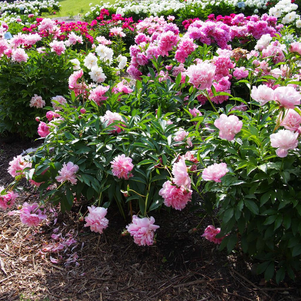 Peonia lactiflora Edulis Superba