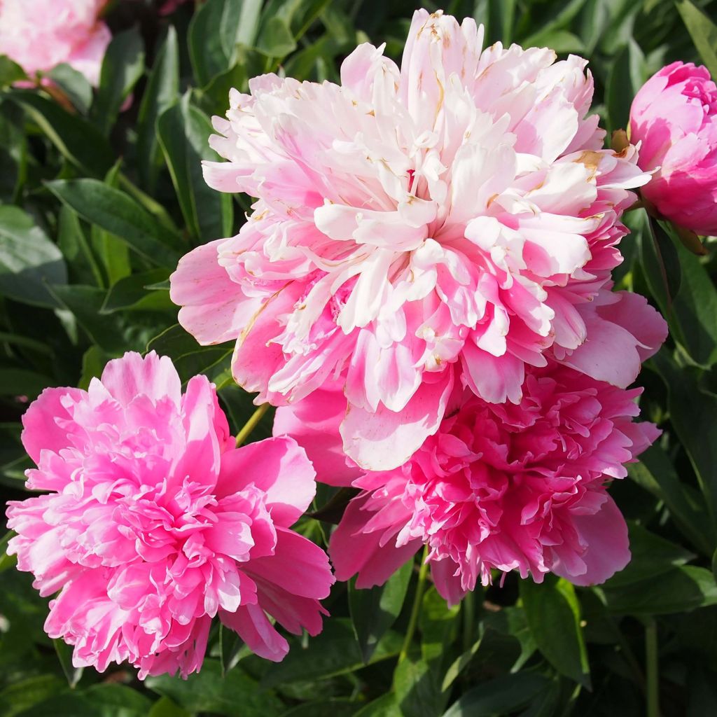 Peonia lactiflora Edulis Superba