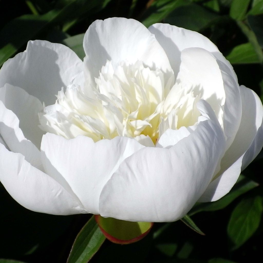 Pivoine lactiflora Immaculée