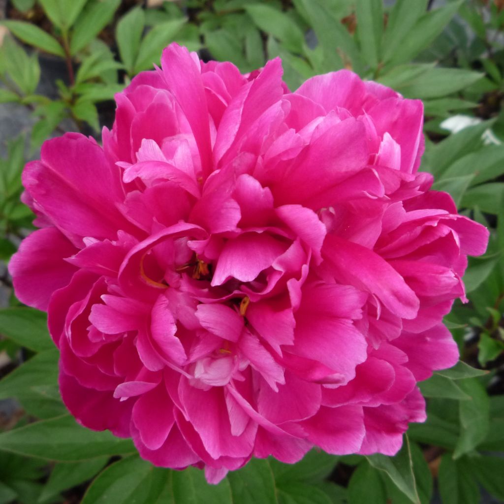 Peonia lactiflora Karl Rosenfield