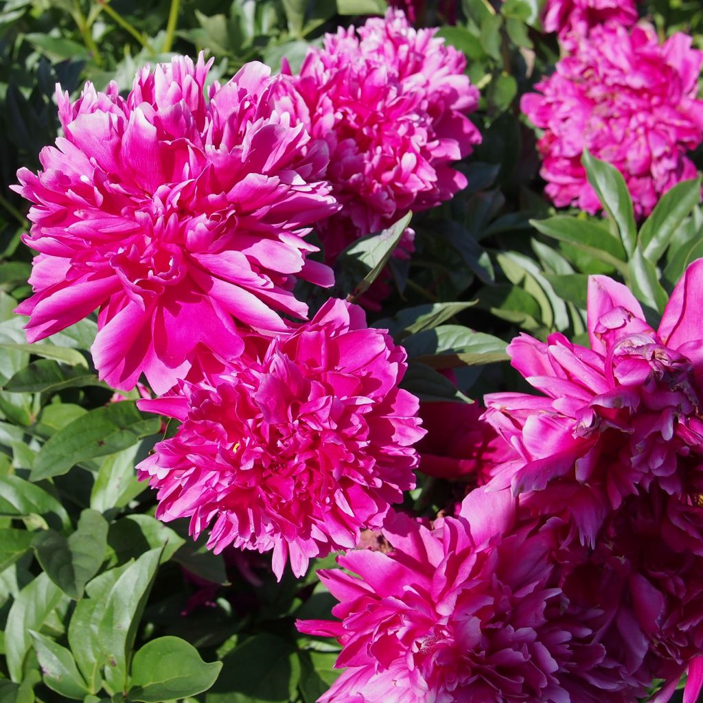 Peonia lactiflora Karl Rosenfield