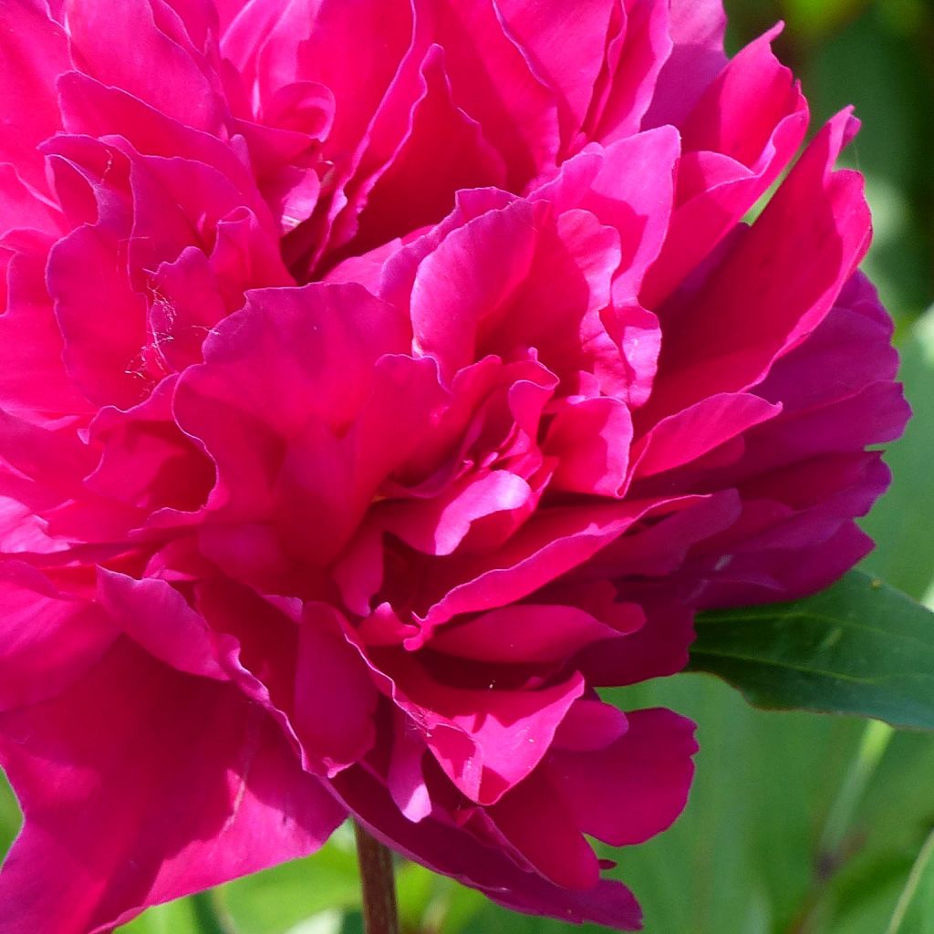 Peonia lactiflora Karl Rosenfield