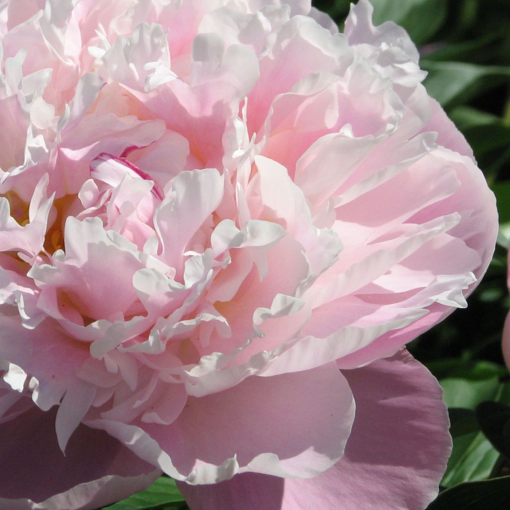 Pivoine lactiflora Lady Alexandra Duff