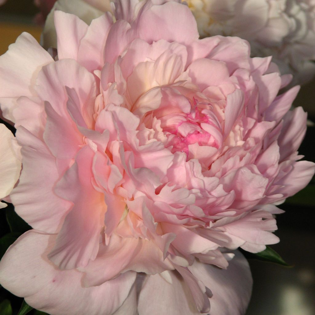 Peonia lactiflora Madame Calot