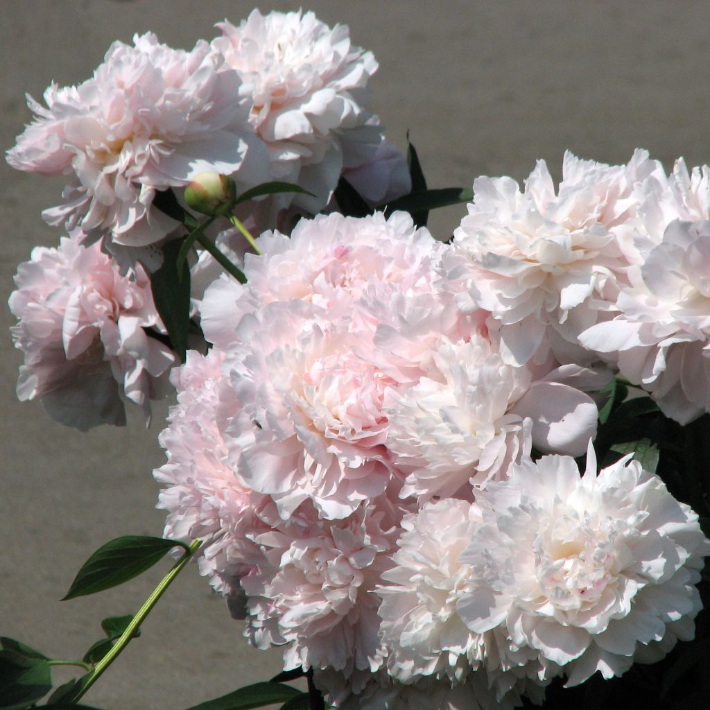 Peonia lactiflora Madame Calot