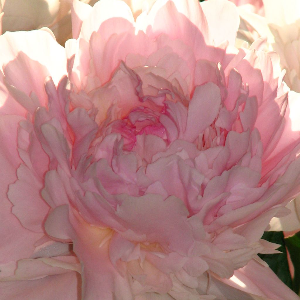 Peonia lactiflora Madame Calot