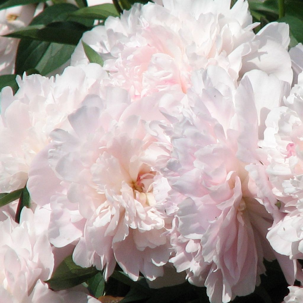 Peonia lactiflora Madame Calot