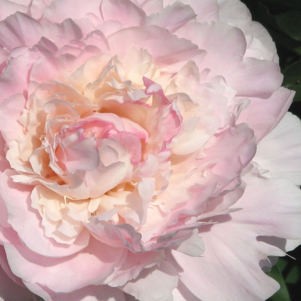 Peonia lactiflora Madame Calot