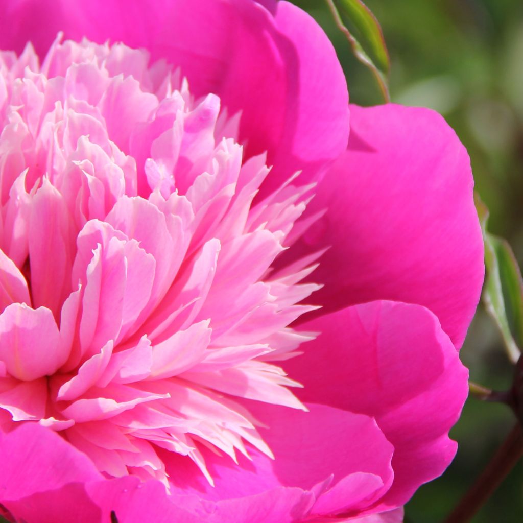 Pivoine lactiflora Madame Emile Debatène