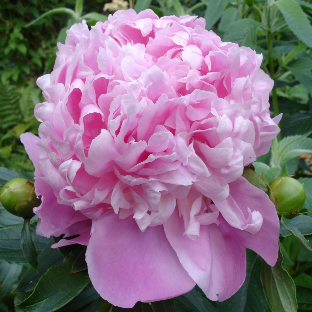 Peonia lactiflora Monsieur Jules Elie