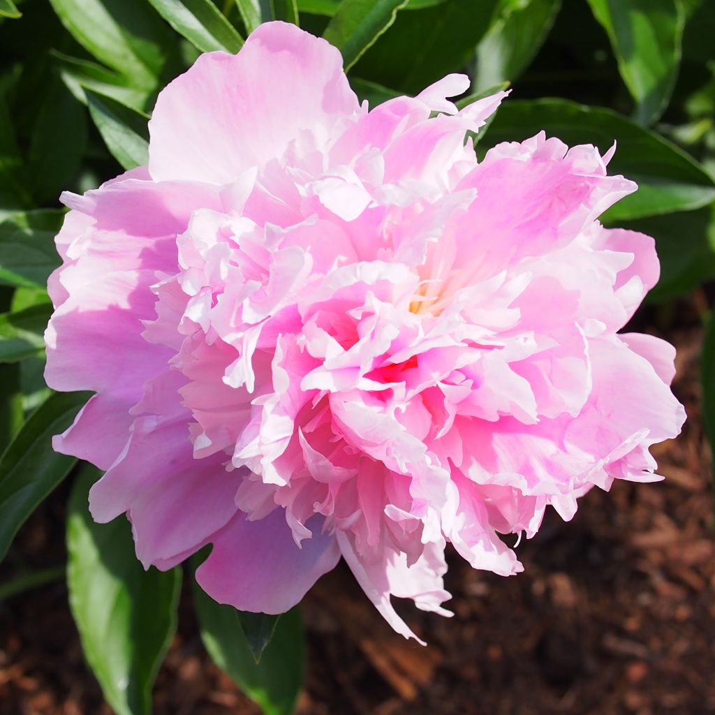 Peonia lactiflora Monsieur Jules Elie